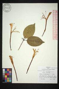 Lonicera hildebrandiana image