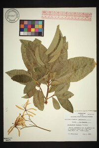 Calodendrum capense image