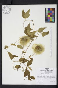 Clematis viorna image