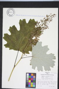 Macleaya cordata image