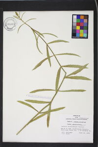 Verbena brasiliensis image