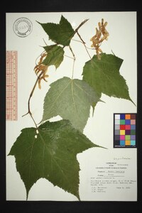 Acer pensylvanicum image