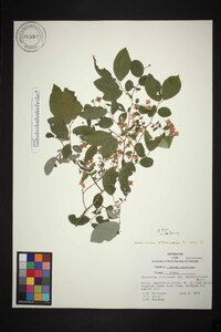 Vaccinium stamineum var. melanocarpum image