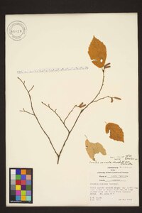 Corylus cornuta var. cornuta image