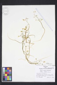 Claytonia virginica var. virginica image