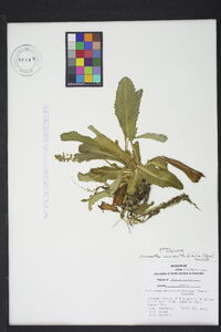 Micranthes micranthidifolia image