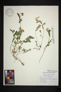 Phacelia fimbriata image