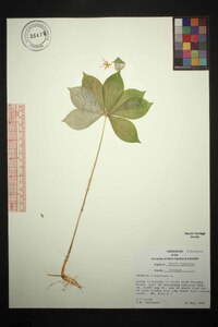 Medeola virginiana image