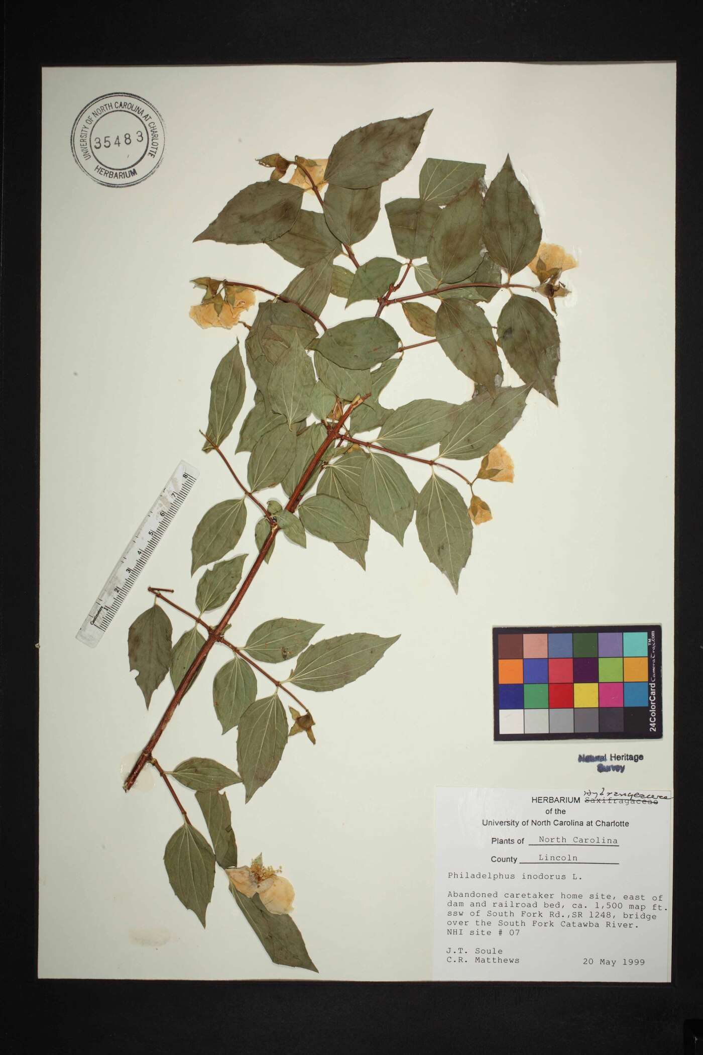 Philadelphus inodorus image