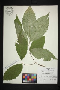 Castanea dentata image