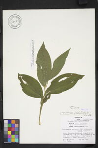 Cypripedium parviflorum var. pubescens image