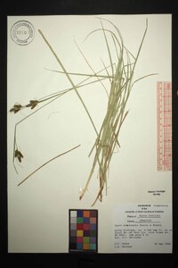 Carex complanata image