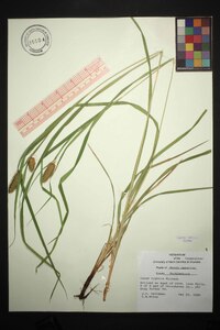 Carex typhina image