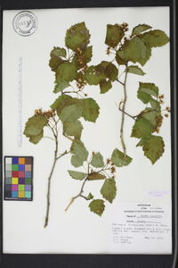 Crataegus flabellata image