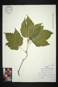 Acer spicatum image