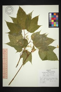 Acer pensylvanicum image