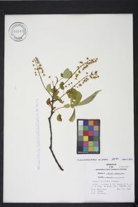 Prunus serotina var. serotina image