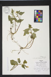 Viola pubescens var. scabriuscula image