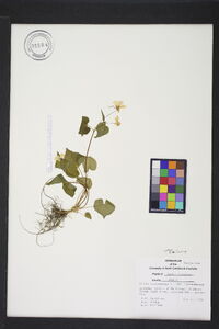 Viola canadensis var. canadensis image