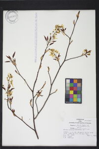 Prunus pensylvanica image