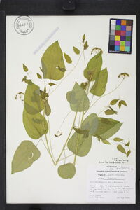 Smilax herbacea image