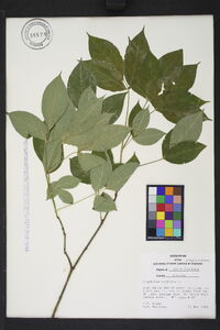 Staphylea trifolia image