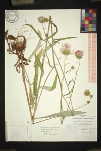 Cirsium carolinianum image