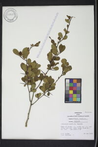 Crataegus uniflora image