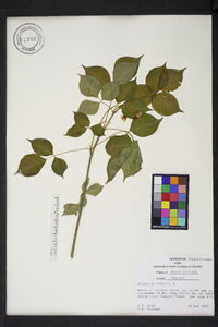 Staphylea trifolia image