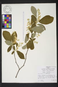 Styrax grandifolius image