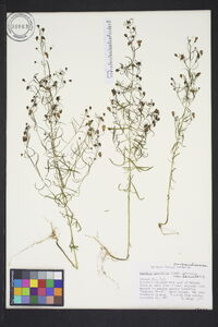 Agalinis tenuifolia var. tenuifolia image