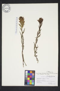 Castilleja angustifolia image