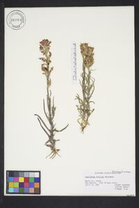 Castilleja indivisa image