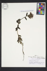 Castilleja litoralis image