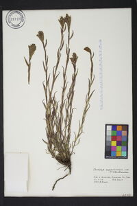 Castilleja septentrionalis image