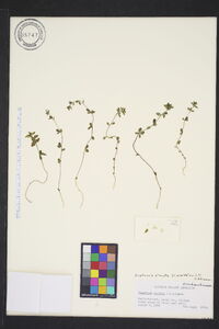 Euphrasia stricta image