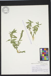 Sophronanthe pilosa image