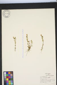 Gratiola ramosa image