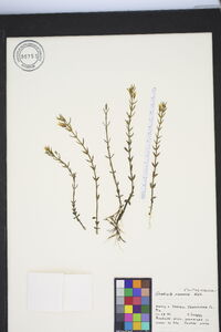 Gratiola ramosa image