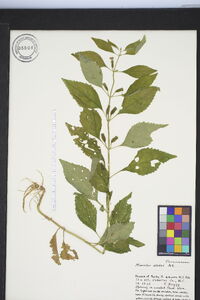 Mimulus alatus image