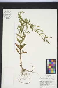 Mimulus ringens var. ringens image