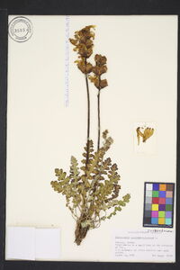 Pedicularis sceptrum-carolinum image