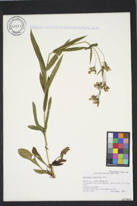 Penstemon australis image