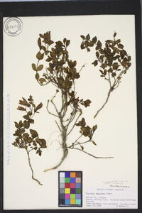 Penstemon menziesii image