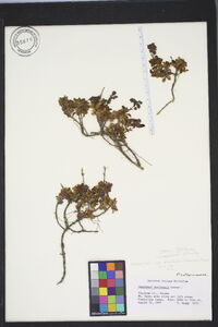 Penstemon menziesii image