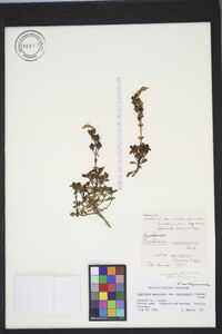 Penstemon menziesii image