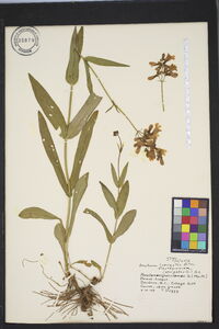 Penstemon laevigatus image