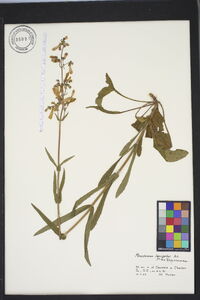 Penstemon laevigatus image