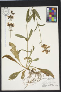 Penstemon laevigatus image