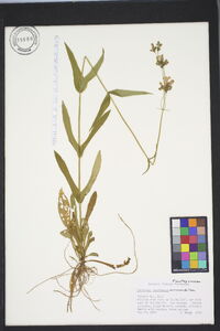 Penstemon laevigatus image